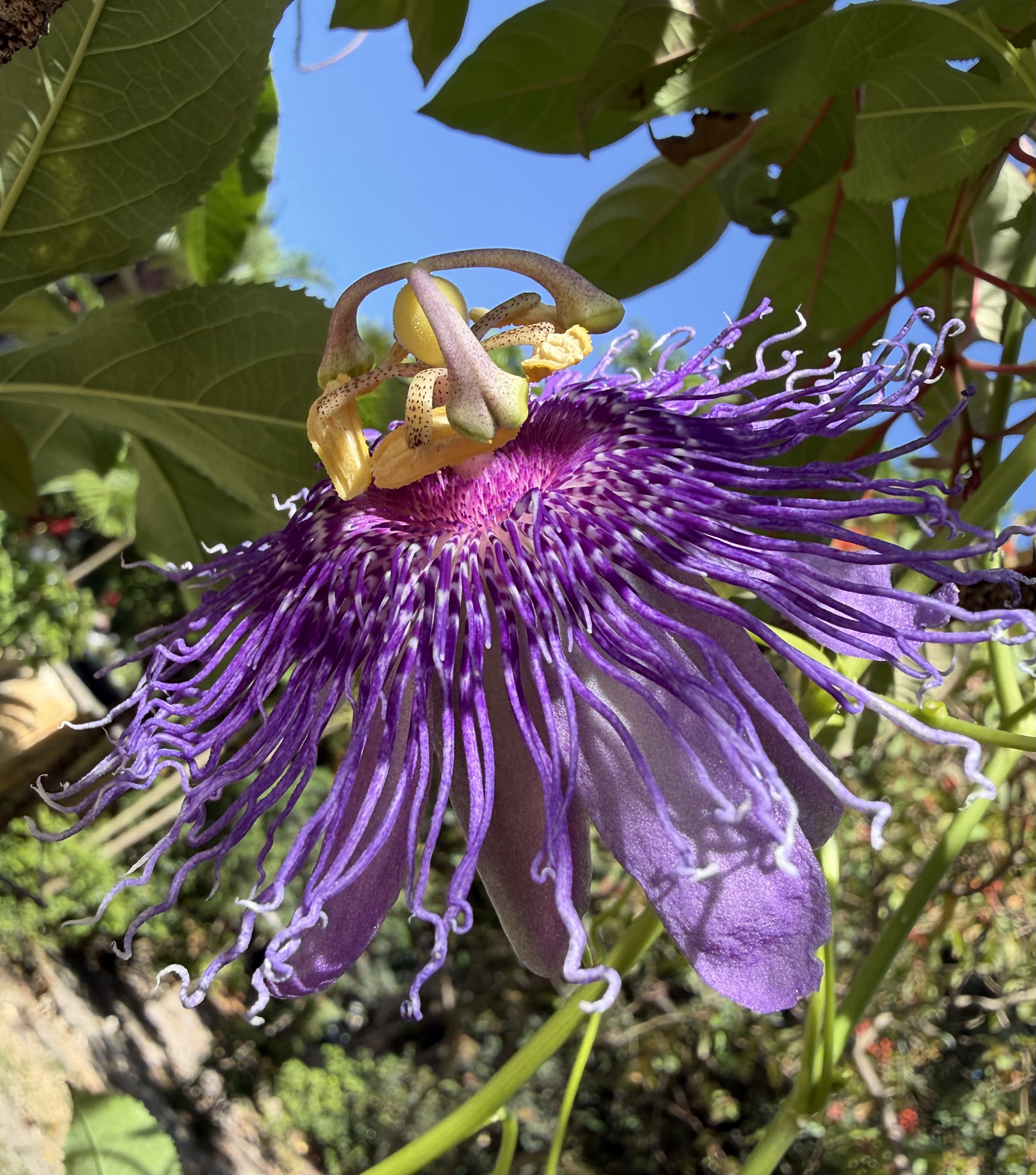 Passiflora incense vine; vibrant fusia corona and petals, yellow-green ovary and anthers. 